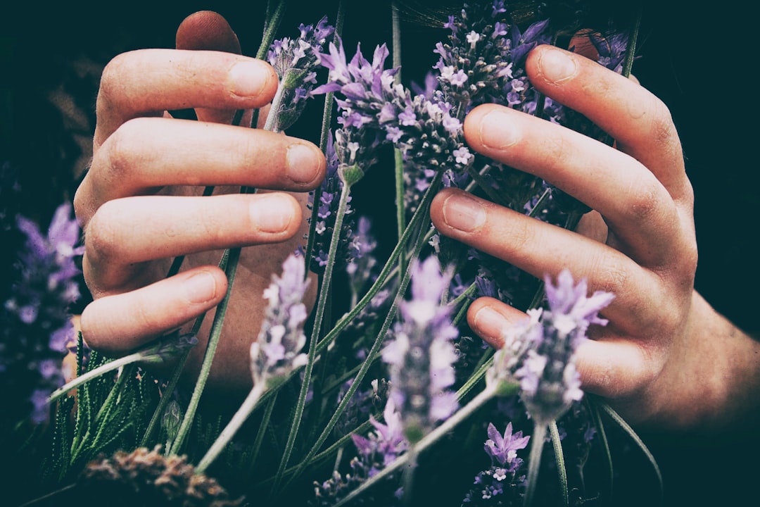 Hands lightly cupping a Lavender plant